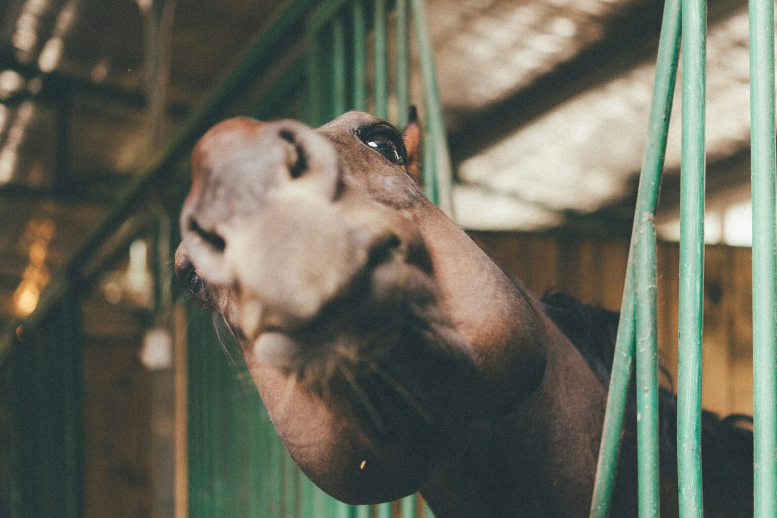 close-up photography of brown horse